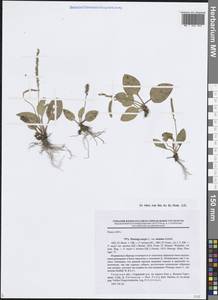 Подорожник большой L., Восточная Европа, Северо-Западный район (E2) (Россия)