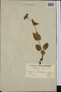 Valeriana montana L., Западная Европа (EUR) (Северная Македония)