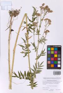 Синюха голубая L., Восточная Европа, Московская область и Москва (E4a) (Россия)