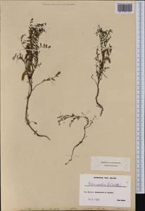 Горошек чечевицеобразный (L.)Willd., Западная Европа (EUR) (Швейцария)
