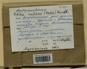 Pohlia nutans (Hedw.) Lindb., Гербарий мохообразных, Мхи - Карелия, Ленинградская и Мурманская области (B4) (Россия)