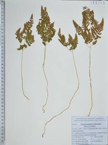 Голокучник континентальный (Petrov) Pojark., Сибирь, Дальний Восток (S6) (Россия)