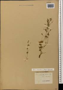 Vicia lenticula (Hoppe) Janka, Кавказ, Азербайджан (K6) (Азербайджан)