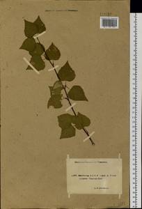 Betula pendula subsp. mandshurica (Regel) Ashburner & McAll., Сибирь, Якутия (S5) (Россия)