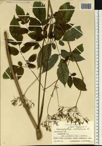 Бутень ароматный L., Восточная Европа, Московская область и Москва (E4a) (Россия)