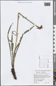 Takhtajaniantha austriaca (Willd.) Zaika, Sukhor. & N. Kilian, Сибирь, Прибайкалье и Забайкалье (S4) (Россия)