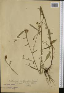 Centaurea nigrescens subsp. pinnatifida (Fiori) Dostál, Западная Европа (EUR) (Италия)