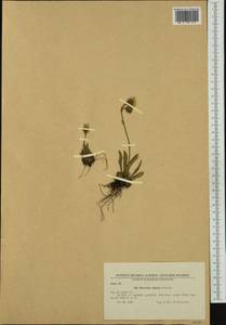 Pilosella alpicola (Hoppe) F. W. Schultz & Sch. Bip., Западная Европа (EUR) (Болгария)