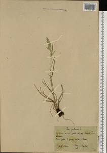 Мятлик луговой L., Восточная Европа, Белоруссия (E3a) (Белоруссия)