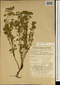 Молочай острый L., Монголия (MONG) (Монголия)