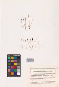 Мышехвостник маленький L., Восточная Европа, Нижневолжский район (E9) (Россия)