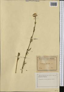 Cephalaria leucantha (L.) Schrad., Западная Европа (EUR) (Франция)