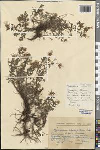 Hypericum cerastoides (Spach) N. Robson, Западная Европа (EUR) (Болгария)