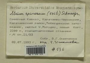 Mnium spinosum (Voit) Schwägr., Гербарий мохообразных, Мхи - Северный Кавказ и Предкавказье (B12) (Россия)