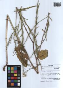 Rhamphospermum arvense (L.) Andrz. ex Besser, Сибирь, Алтай и Саяны (S2) (Россия)