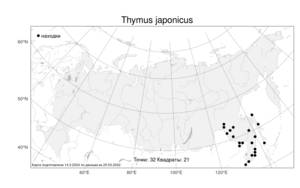 Thymus japonicus, Тимьян японский, Чабрец японский (H.Hara) Kitag., Атлас флоры России (FLORUS) (Россия)