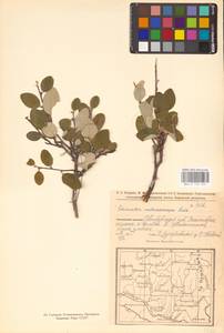 Кизильник рыхлоцветковый (J.Jacq.) Lindl., Восточная Европа, Восточный район (E10) (Россия)