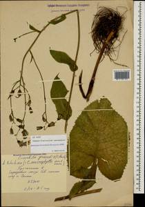 Lactuca macrophylla subsp. macrophylla, Кавказ, Северная Осетия, Ингушетия и Чечня (K1c) (Россия)
