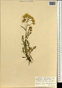 Jacobaea ambracea (Turcz. ex DC.) B. Nord., Монголия (MONG) (Монголия)