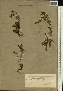 Вероника многораздельная L., Восточная Европа, Нижневолжский район (E9) (Россия)