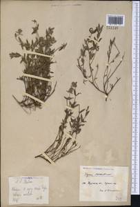 Thymus pannonicus All., Средняя Азия и Казахстан, Северный и Центральный Казахстан (M10) (Казахстан)