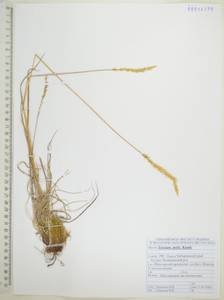 Koeleria spicata subsp. spicata, Сибирь, Дальний Восток (S6) (Россия)