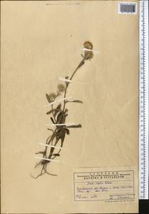Pentanema caspicum (F. K. Blum ex Ledeb.) G. V. Boiko, Korniy. & Mosyakin, Средняя Азия и Казахстан, Памир и Памиро-Алай (M2) (Таджикистан)