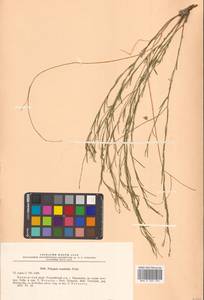 Истод узколистный Willd., Сибирь, Дальний Восток (S6) (Россия)