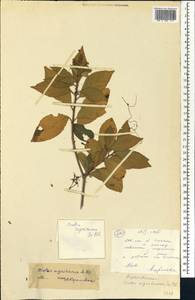 Croton nigritanus Scott-Elliot, Африка (AFR) (Мали)