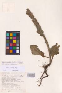 Salvia revelata Mátis & A.Z.Szabó, Восточная Европа, Южно-Украинский район (E12) (Украина)