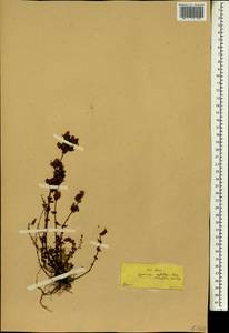 Hypericum confertum, Зарубежная Азия (ASIA) (Турция)