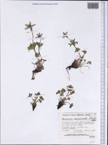 Anemone drummondii S.Watson, Америка (AMER) (Канада)