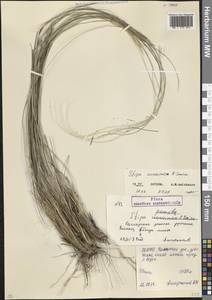 Ковыль украинский P.A.Smirn., Кавказ, Северная Осетия, Ингушетия и Чечня (K1c) (Россия)