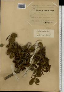 Ива арктическая Pall., Восточная Европа, Северный район (E1) (Россия)