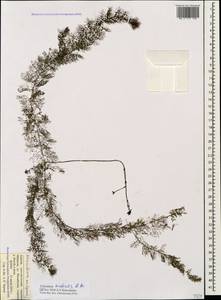 Utricularia ×australis R. Br., Кавказ, Краснодарский край и Адыгея (K1a) (Россия)