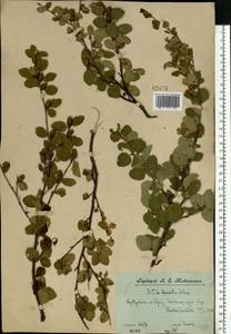 Береза приземистая Schrank, Восточная Европа, Центральный лесной район (E5) (Россия)