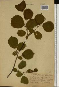 Орешник обыкновенный, Лещина обыкновенная L., Восточная Европа, Центральный лесной район (E5) (Россия)