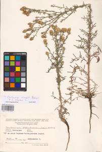 Centaurea arenaria × stoebe, Восточная Европа, Ростовская область (E12a) (Россия)