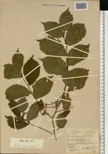 Вяз гладкий, Вяз обыкновенный Pall., Восточная Европа, Белоруссия (E3a) (Белоруссия)