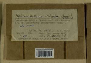 Hylocomiastrum umbratum (Hedw.) M. Fleisch. ex Broth., Гербарий мохообразных, Мхи - Пермский край, Удмуртия, Свердловская и Кировская области (B8) (Россия)