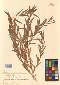 Ива джунгарская Andersson, Средняя Азия и Казахстан, Муюнкумы, Прибалхашье и Бетпак-Дала (M9) (Казахстан)