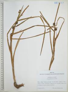 Ежеголовник всплывающий, Ежеголовник всплывший Rehmann, Сибирь, Дальний Восток (S6) (Россия)