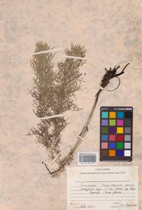 Горицвет весенний, Адонис весенний L., Восточная Европа, Восточный район (E10) (Россия)