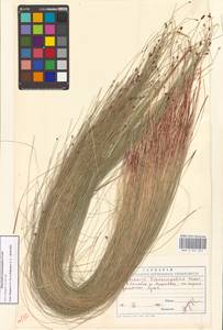 Болотница, Восточная Европа, Западно-Украинский район (E13) (Украина)
