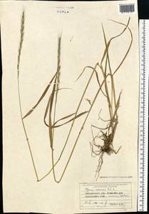 Пырейник собачий (L.) L., Восточная Европа, Западно-Украинский район (E13) (Украина)