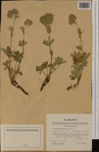 Potentilla valderia L., Западная Европа (EUR) (Италия)