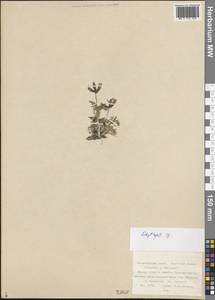 Fabaceae, Сибирь, Дальний Восток (S6) (Россия)