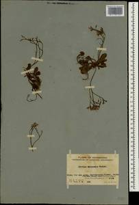 Limonium sinense (Girard) Kuntze, Зарубежная Азия (ASIA) (КНР)