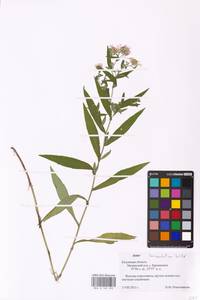 Symphyotrichum lanceolatum (Willd.) G. L. Nesom, Восточная Европа, Центральный район (E4) (Россия)