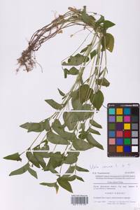 Фиалка собачья L., Восточная Европа, Московская область и Москва (E4a) (Россия)